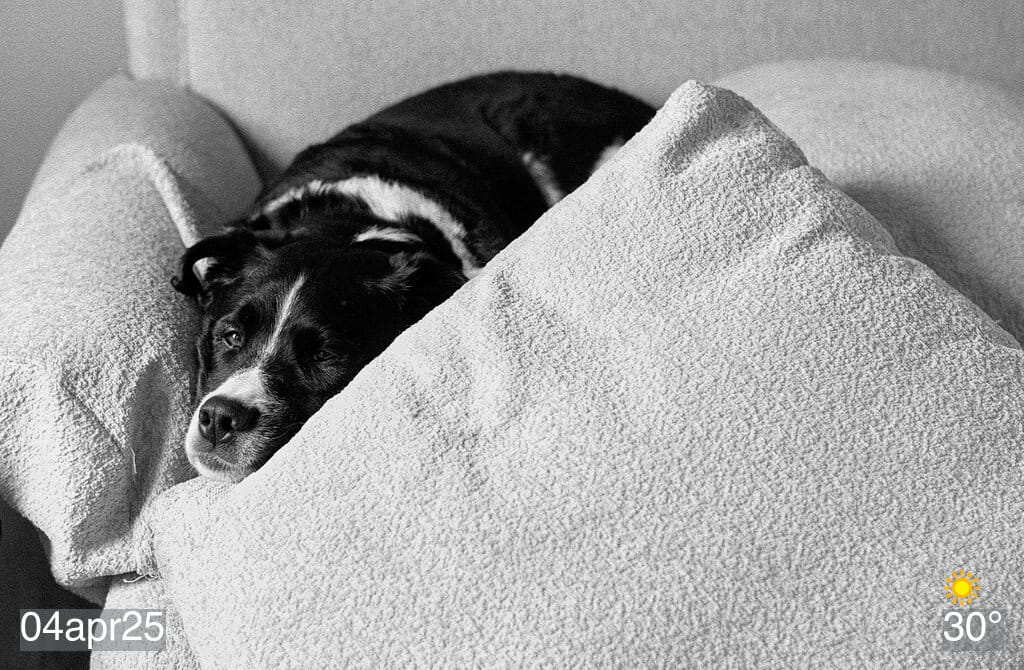 Black and white photo of my dog on the couch