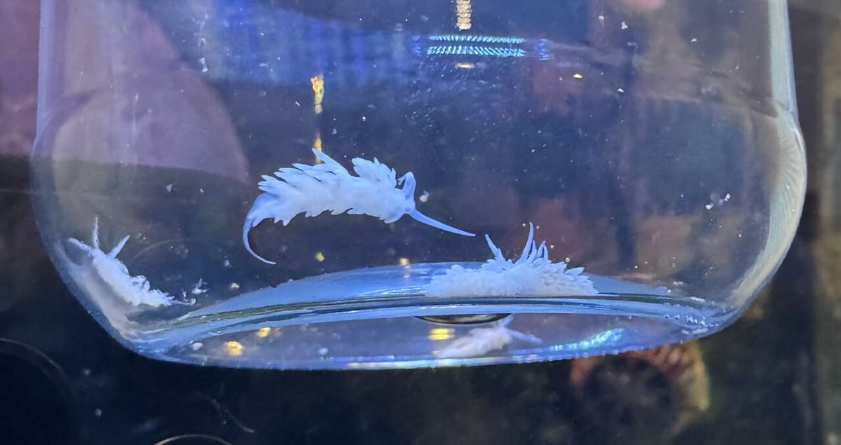 Berghia Nudibranch