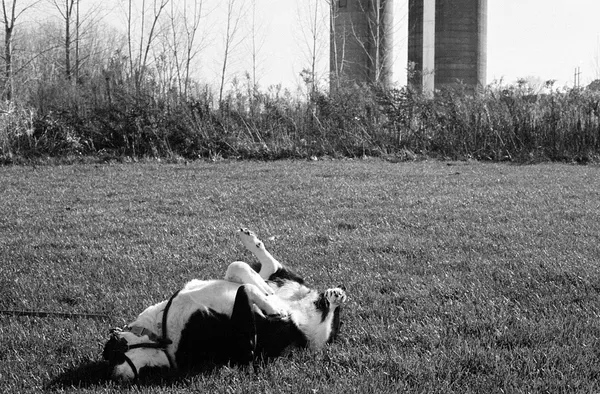 Roll-185 (Canon AE-1 Program HP5)