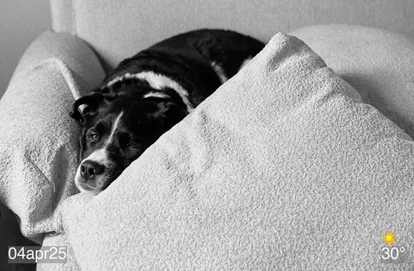 Black and white photo of my dog on the couch