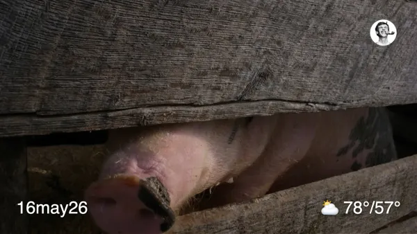 Pig snout sticking through fence
